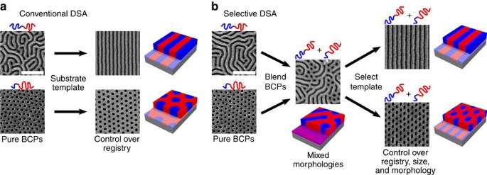 Selective directed self-assembly of coexisting morphologies using block  copolymer blends