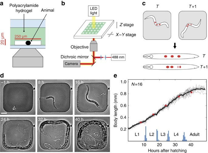 Long Term Time Lapse Microscopy Of C Elegans Post Embryonic Development Nature Communications Long Term Time Lapse Microscopy Of C Elegans Post Embryonic Development Nature Communications