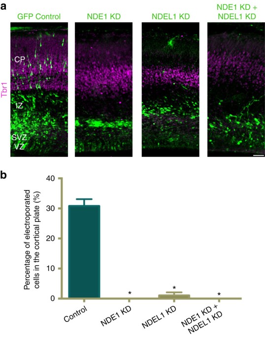Severe NDE1-mediated microcephaly results from neural progenitor cell cycle arrests at multiple specific stages