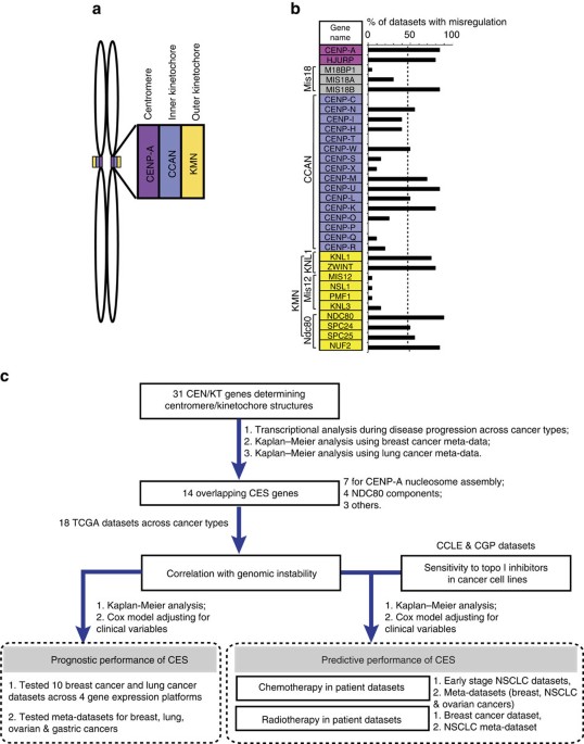 Centromere And Kinetochore Gene Misexpression Predicts Cancer Patient Survival And Response To Radiotherapy And Chemotherapy Nature Communications