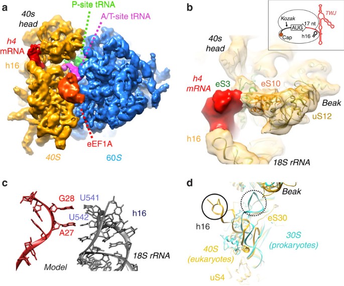 Ribosomal 18s Rrna Base Pairs With Mrna During Eukaryotic Translation Initiation Nature Communications