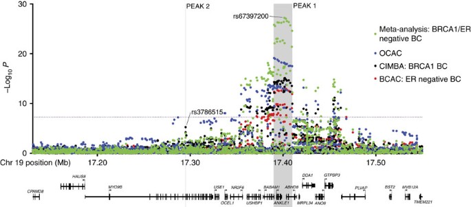 mechanisms underlying pleiotropic risk alleles at the 19p13.1 breast–ovarian cancer susceptibility locus | Nature Communications