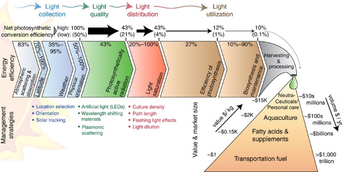 Photon Management For Augmented Photosynthesis Nature Communications
