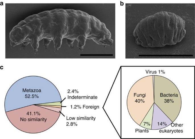 Extremotolerant tardigrade genome and improved radiotolerance of human  cultured cells by tardigrade-unique protein | Nature Communications