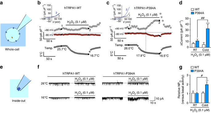 Cold Sensitivity Of Trpa1 Is Unveiled By The Prolyl Hydroxylation Blockade Induced Sensitization To Ros Nature Communications Cold Sensitivity Of Trpa1 Is Unveiled By The Prolyl Hydroxylation Blockade Induced Sensitization To Ros Nature Communications
