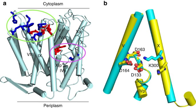 Mechanism Of Ph Dependent Activation Of The Sodium Proton Antiporter Nhaa Nature Communications
