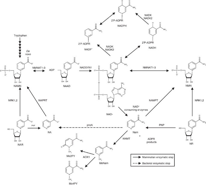 Recent advances of targeting nicotinamide