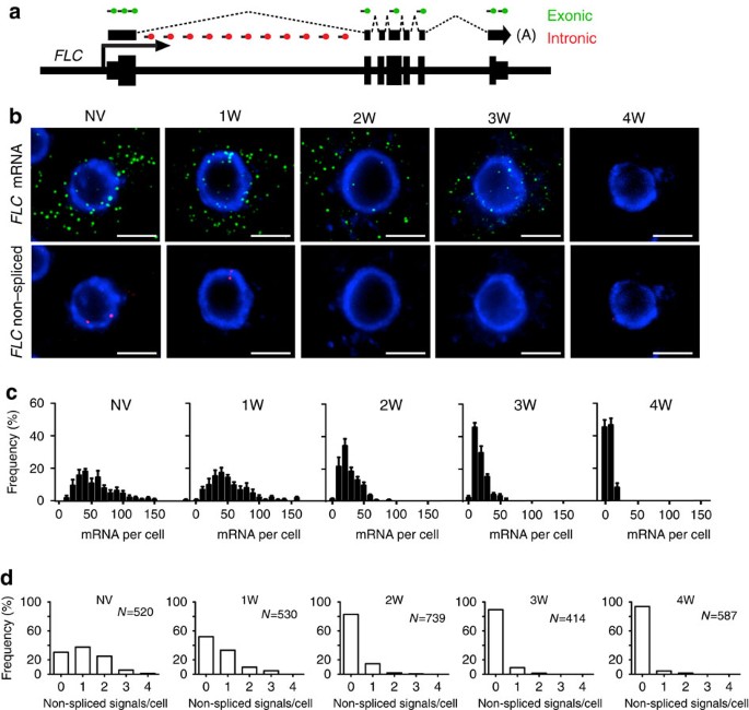 Mutually Exclusive Sense Antisense Transcription At Flc Facilitates Environmentally Induced Gene Repression Nature Communications Mutually Exclusive Sense Antisense Transcription At Flc Facilitates Environmentally Induced Gene Repression Nature Communications