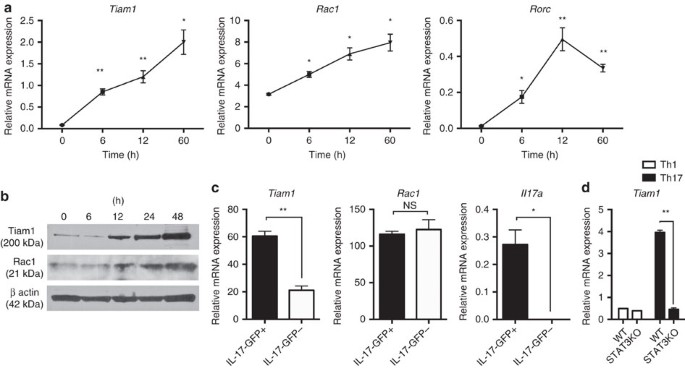 Tiam1/rac1 complex controls il17a transcription and autoimmunity