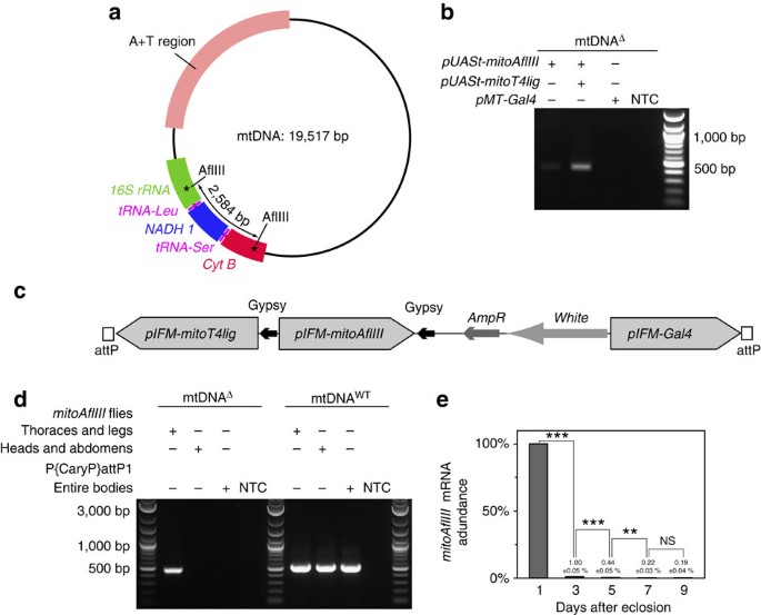 deletion bearing mitochondrial dna
