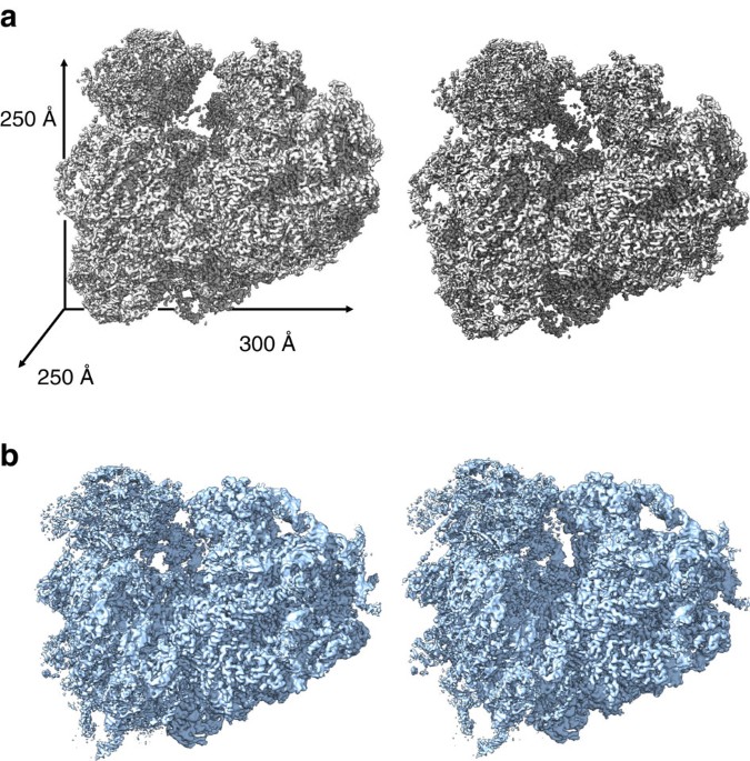Structures And Stabilization Of Kinetoplastid Specific Split Rrnas Revealed By Comparing Leishmanial And Human Ribosomes Nature Communications