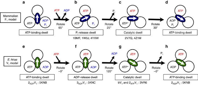 Crystal Structures Of The Atp Binding And Adp Release Dwells Of The V 1 Rotary Motor Nature Communications