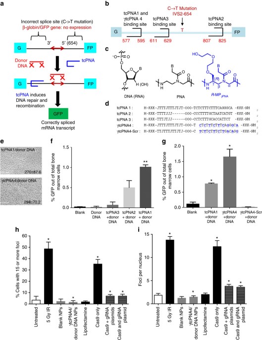 In vivo correction of anaemia in β-thalassemic mice by γPNA-mediated gene  editing with nanoparticle delivery | Nature Communications
