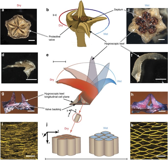 Origami-like unfolding of hydro-actuated ice plant seed capsules | Nature  Communications