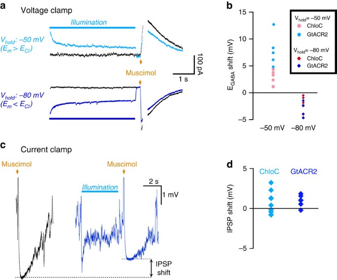 Cl-out is a novel cooperative optogenetic tool for extruding chloride from  neurons | Nature Communications