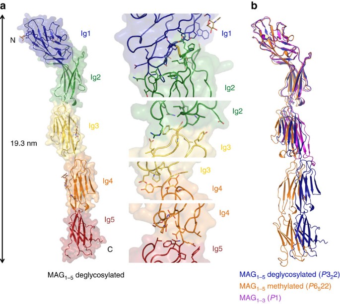 Structural basis of myelin-associated glycoprotein adhesion and signalling