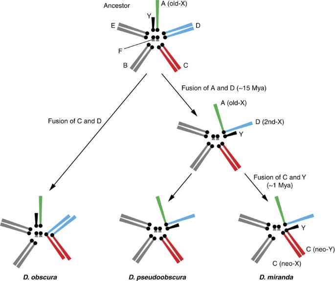 Accelerated Pseudogenization On The Neo X Chromosome In Drosophila Miranda Nature Communications