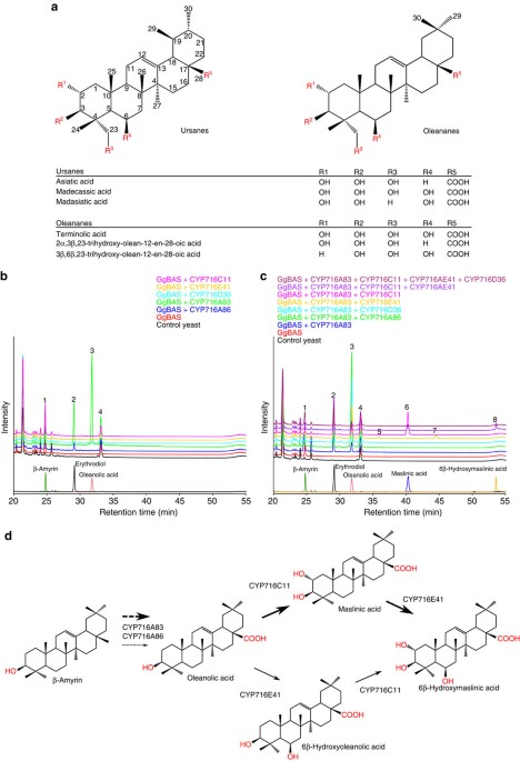 The ancient CYP716 family is a major contributor to the diversification of eudicot triterpenoid biosynthesis