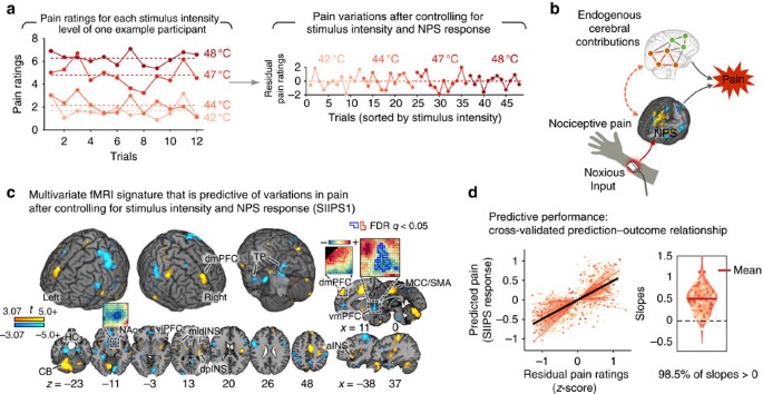 Quantifying Cerebral Contributions To Pain Beyond Nociception Nature Communications