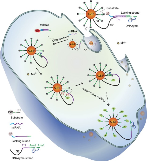 A microrna-initiated dnazyme motor operating in living cells