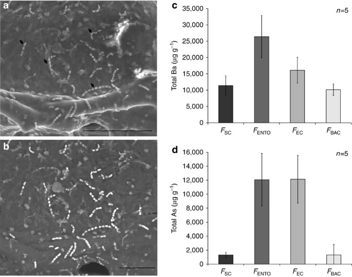 Sponge Associated Bacteria Mineralize Arsenic And Barium On Intracellular Vesicles Nature Communications