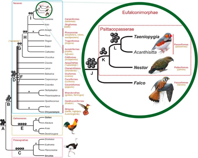 Mesozoic Retroposons Reveal Parrots As The Closest Living Relatives Of  Passerine Birds | Nature Communications