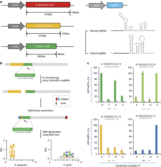 In Vivo Genome Editing With A Small Cas9 Orthologue Derived From Campylobacter Jejuni Nature Communications