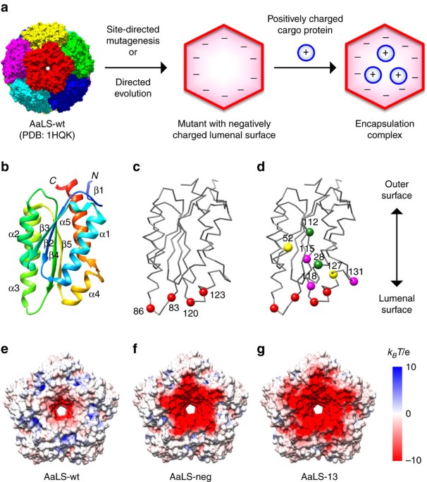 Structure and assembly of scalable porous protein cages