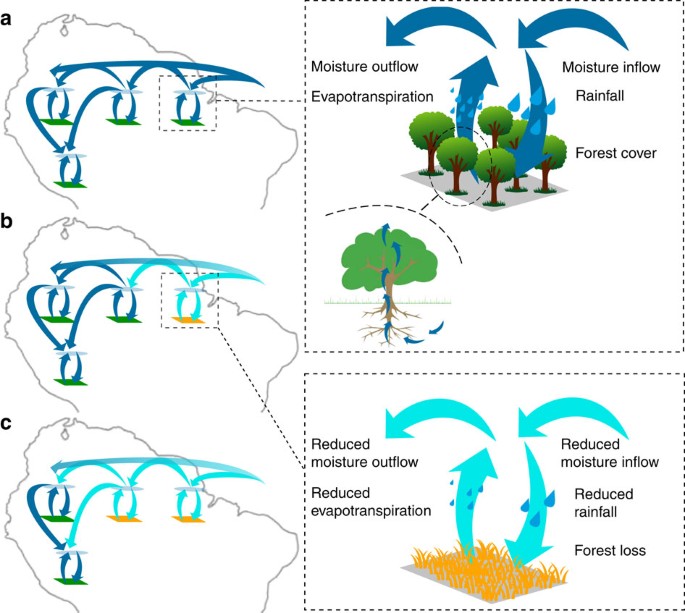 Self-amplified Amazon forest loss due to vegetation-atmosphere feedbacks |  Nature Communications