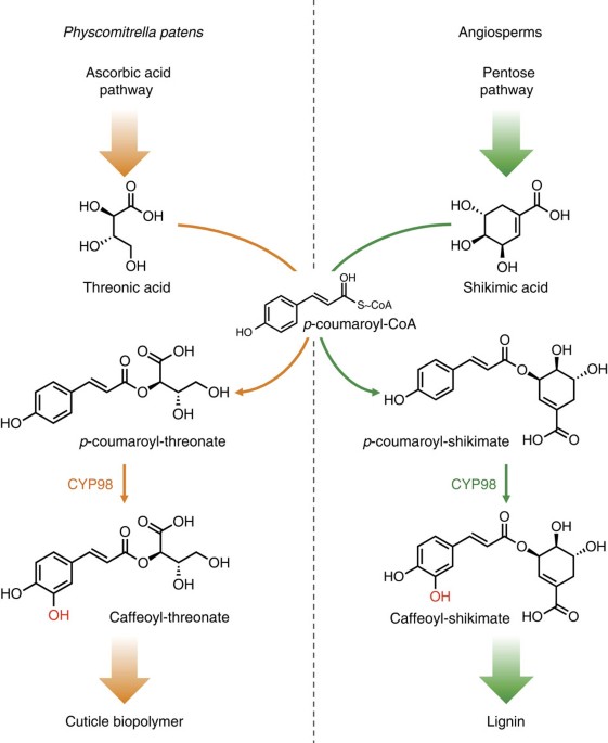 A Phenol Enriched Cuticle Is Ancestral To Lignin Evolution In Land Plants Nature Communications