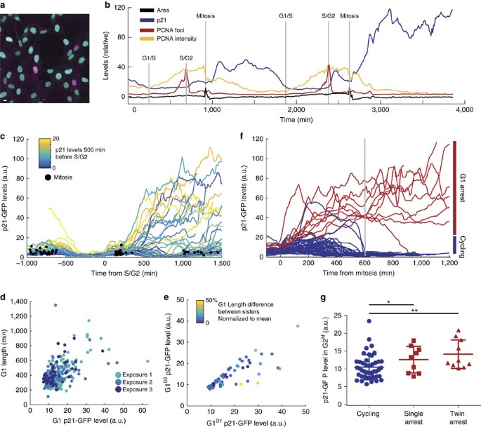 Dna Damage During S Phase Mediates The Proliferation Quiescence Decision In The Subsequent G1 Via P21 Expression Nature Communications