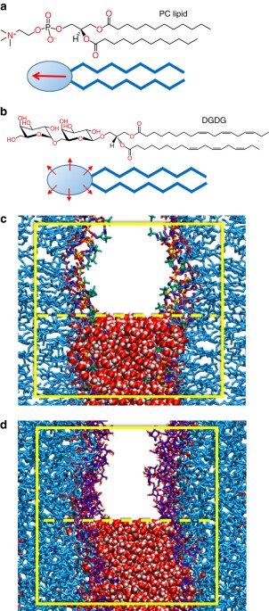 Tight cohesion between glycolipid membranes results from balanced  water–headgroup interactions