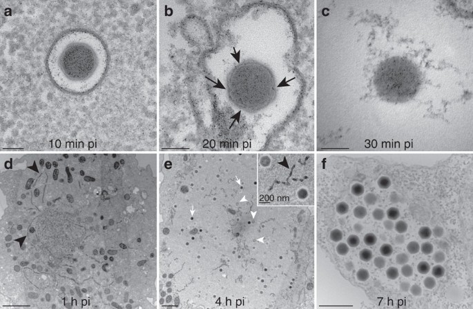 Noumeavirus Replication Relies On A Transient Remote Control Of The Host Nucleus Nature Communications