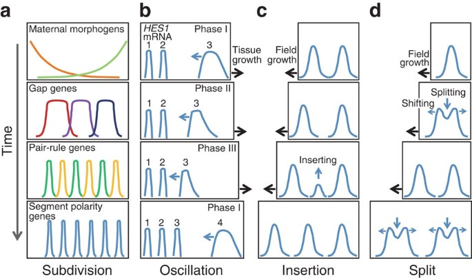 Travelling And Splitting Of A Wave Of Hedgehog Expression Involved In Spider Head Segmentation Nature Communications