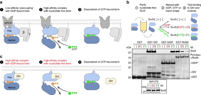 Molecular mechanism of Gαi activation by non-GPCR proteins with a  Gα-Binding and Activating motif | Nature Communications
