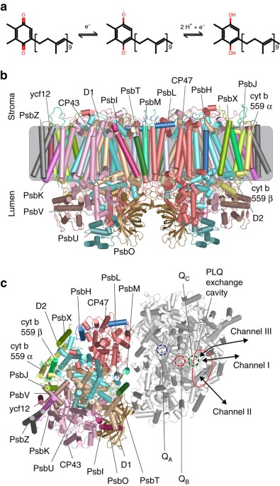 Exchange pathways of plastoquinone and plastoquinol in the photosystem II complex