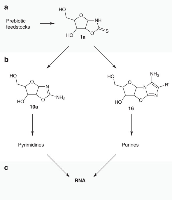 Divergent Prebiotic Synthesis Of Pyrimidine And 8 Oxo Purine Ribonucleotides Nature Communications