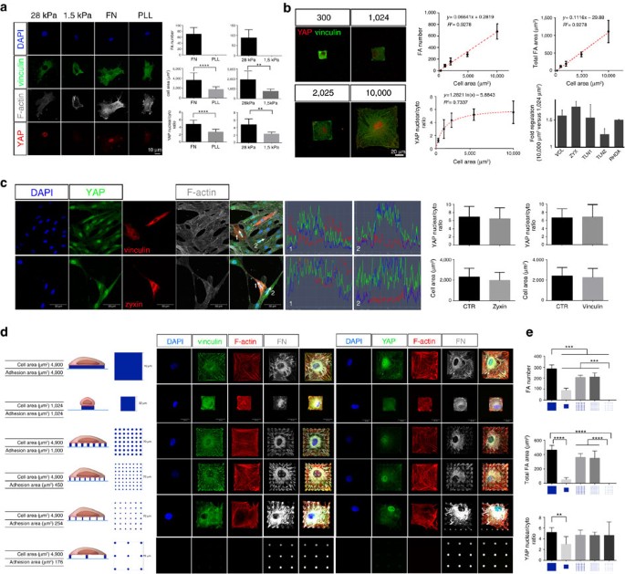 YAP regulates cell mechanics by controlling focal adhesion assembly |  Nature Communications