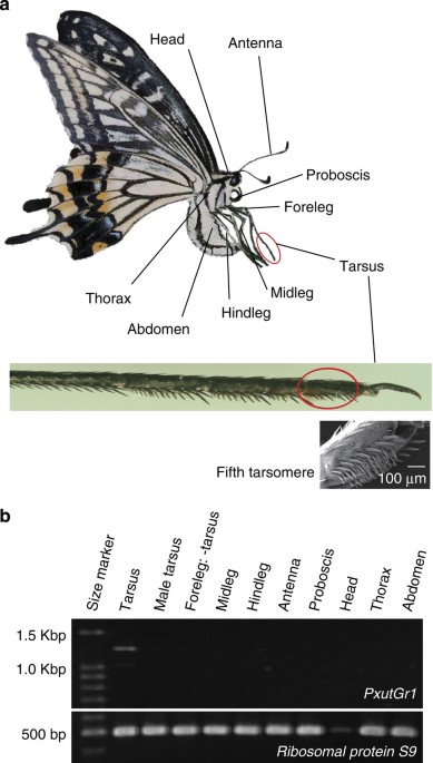 A Gustatory Receptor Involved In Host Plant Recognition For Oviposition Of A Swallowtail Butterfly Nature Communications A Gustatory Receptor Involved In Host Plant Recognition For Oviposition Of A Swallowtail Butterfly Nature Communications