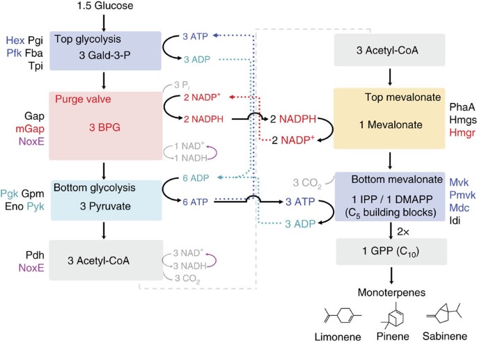 A Synthetic Biochemistry Platform For Cell Free Production Of Monoterpenes From Glucose Nature Communications A Synthetic Biochemistry Platform For Cell Free Production Of Monoterpenes From Glucose Nature Communications