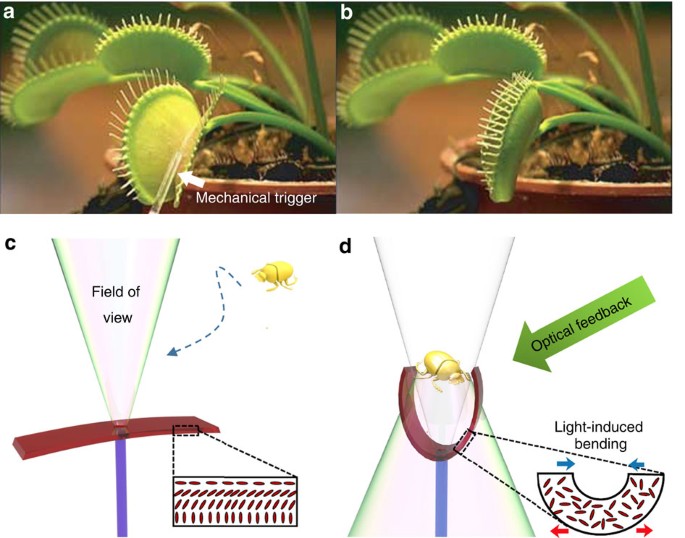 https://media.springernature.com/m685/springer-static/image/art%3A10.1038%2Fncomms15546/MediaObjects/41467_2017_Article_BFncomms15546_Fig1_HTML.jpg