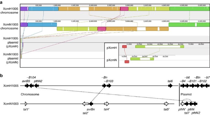 Tal Effector Driven Induction Of A Sweet Gene Confers Susceptibility To Bacterial Blight Of Cotton Nature Communications Tal Effector Driven Induction Of A Sweet Gene Confers Susceptibility To Bacterial Blight Of Cotton Nature Communications