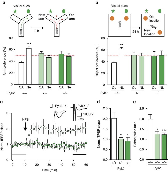 Pyk2 Modulates Hippocampal Excitatory Synapses And Contributes To Cognitive Deficits In A Huntington S Disease Model Nature Communications