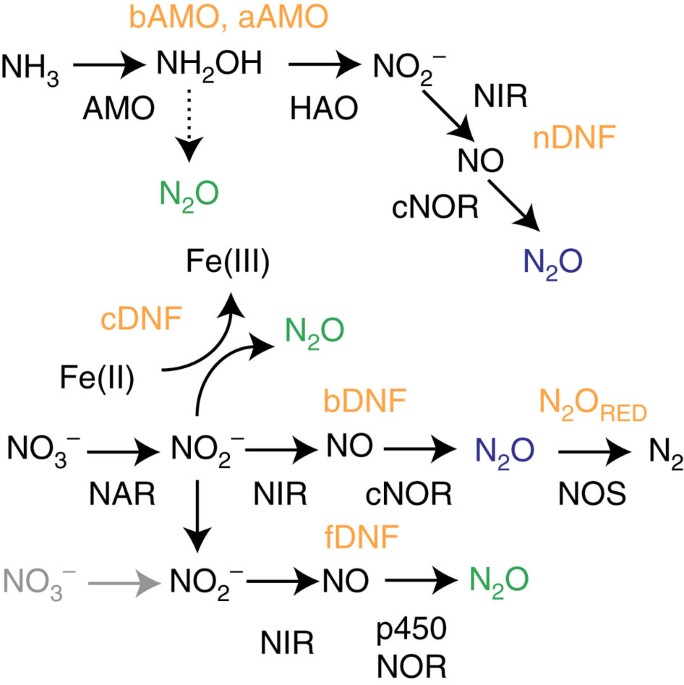 Evidence for fungal and chemodenitrification based N2O flux from