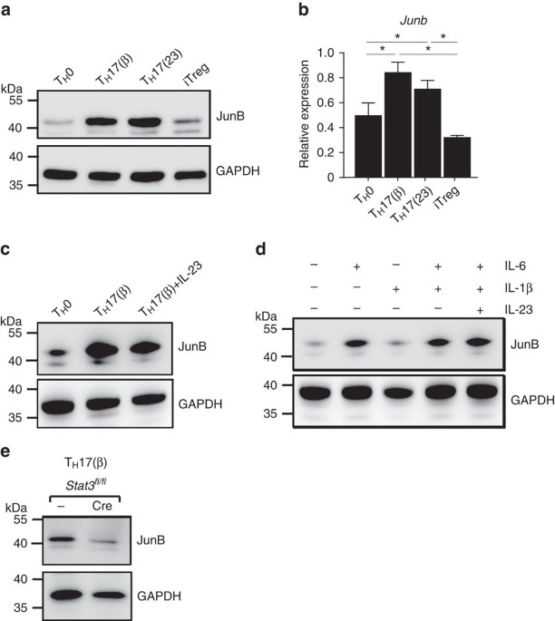 JunB is essential for IL-23-dependent pathogenicity of Th17 cells - Nature Communications