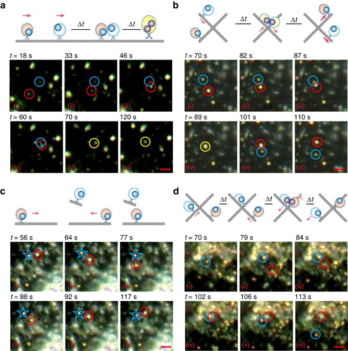 Real-time visualization of clustering and intracellular transport of gold nanoparticles  by correlative imaging