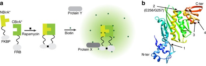 Split-BioID a conditional proteomics approach to monitor the composition of  spatiotemporally defined protein complexes | Nature Communications