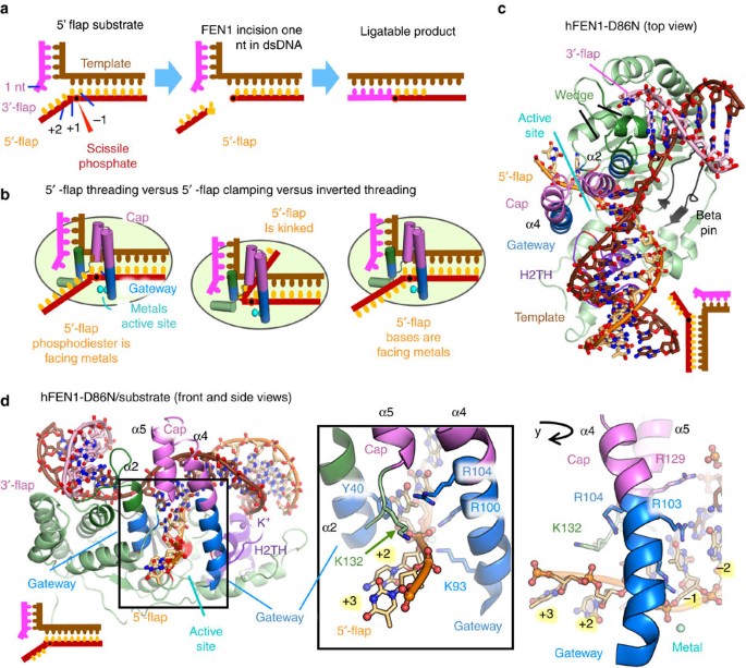 phosphate steering by flap endonuclease