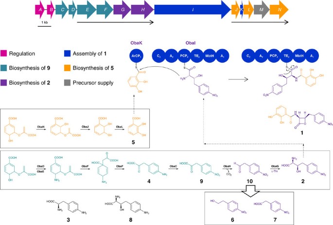 An L Threonine Transaldolase Is Required For L Threo B Hydroxy A Amino Acid Assembly During Obafluorin Biosynthesis Nature Communications