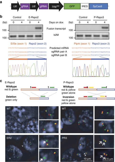 Bcl9 and Pygo synergise downstream of Apc to effect intestinal neoplasia in  FAP mouse models